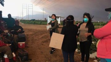 Trabajadoras agrícolas en los campos bajo el humo de los incendios,