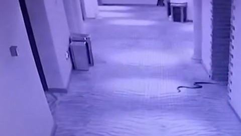 La serpiente en los pasillos.