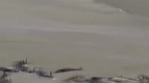 Cada año, cientos de ballenas aparecen muertas en esta región.