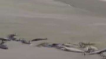 Cada año, cientos de ballenas aparecen muertas en esta región.