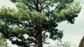 La nueva especie era herbívora