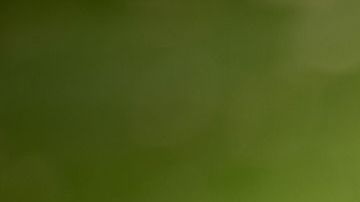 La novia decidió tomar "precauciones"con mucha antelación.