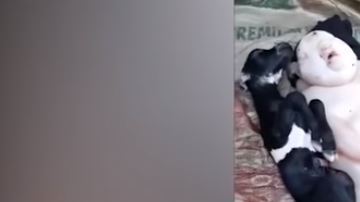 El raro animal nació en una granja filipina.