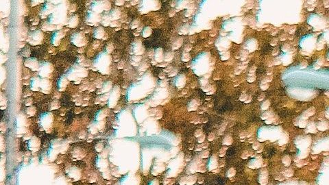 Conoce tus derechos ante las autoridades para evitar injusticias