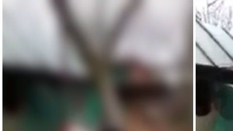 Merkali es el nombre de este raro gallo.