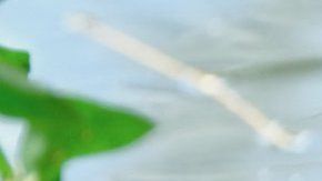 El pato japonés cautiva a los visitantes de Central Park.