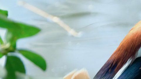 El pato japonés cautiva a los visitantes de Central Park.