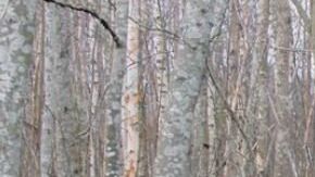 Trump dijo que rastrillar el suelo del bosque sería la solución