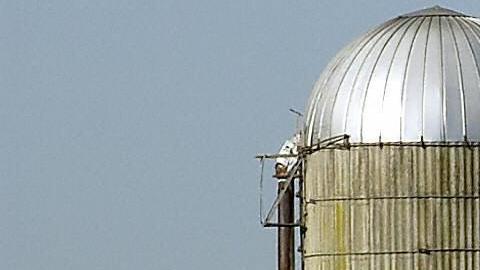 Muchos agricultores van a recibir ayudas estatales por la imposibilidad de vender las cosechas a China./Stan Honda/AFP/Getty Images.