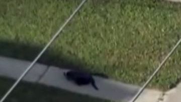 El accidente en Florida.