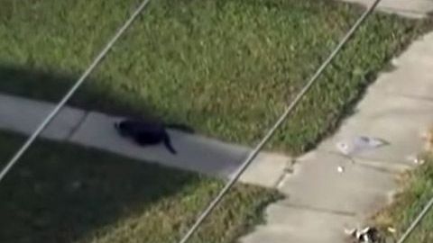 El accidente en Florida.