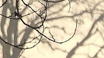 El gobernador de California Jerry Brown, el administrador de FEMA Brock Long y el secretario del Interior de los Estados Unidos, Ryan Zinke, recorren Paradise.