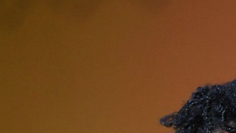 Continua el recuento de votos en la reñida elección para gobernador de Georgia