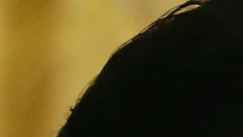 la Orden del Águila Azteca es la condecoración más alta a extranjeros