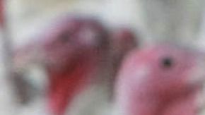 164 personas en 35 estados han sido afectadas por carne contaminada