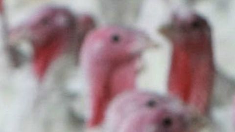 164 personas en 35 estados han sido afectadas por carne contaminada