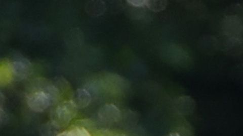 La pareja estuvo en Vermont el año pasado.