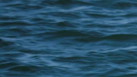 Sandalias, botellas y otros objetos sacaron del estómago del animal.