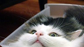 Los gatos adaptan formas increíbles.