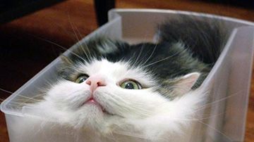 Los gatos adaptan formas increíbles.