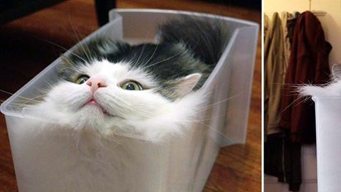 Los gatos adaptan formas increíbles.