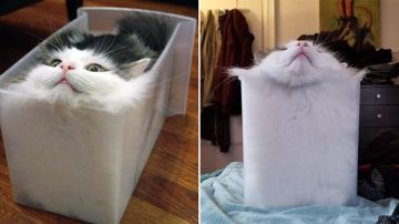 Los gatos adaptan formas increíbles.