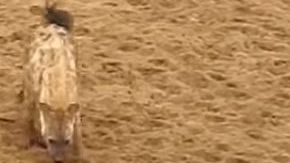 Una manada de hienas acosa a un león por su presa.