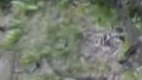 El leopardo hace algo sorprendente ante el león.