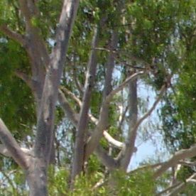 Evacuan zoo en LA por incendio.