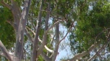 Evacuan zoo en LA por incendio.