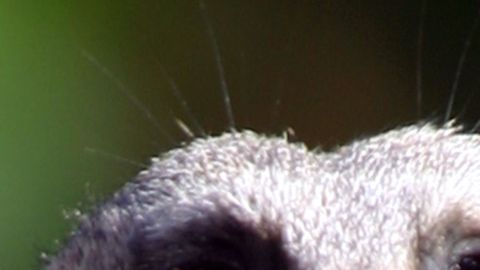 Tras esa mirada se encuentra un mamífero implacable.