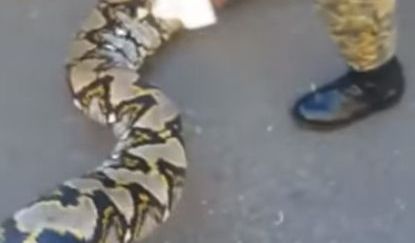 La serpiente fue capturada en Mao, provincia Valverde.
