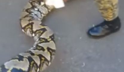 La serpiente fue capturada en Mao, provincia Valverde.