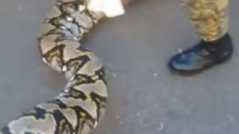 La serpiente fue capturada en Mao, provincia Valverde.