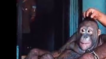 Pony fue rescatada y ahora vive feliz.