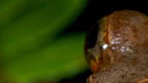 si el asteroide no hubiese destruido la vida terrestre hace 66 millones de años, el 88 % de las especies de ranas actuales no existirían.