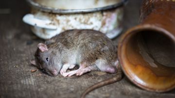 Una sola rata puede tener entre 15,000 y 18,000 crías en un año.