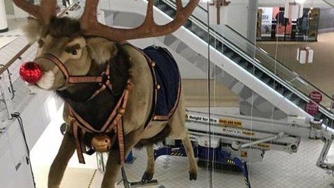 Curiosa imagen del montaje de los decorados navideños.