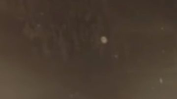 El gato hablador suplica que se termine el baño.