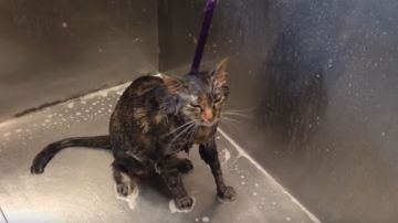 El gato hablador suplica que se termine el baño.