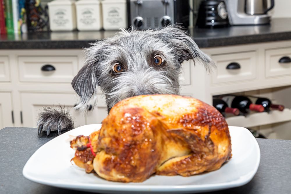 9 sobras de Thanksgiving que NO debes darle a tu perro