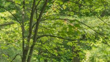 shutterstock_1132794356