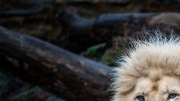 Solo quedan 300 leones de este tipo en todo el mundo.