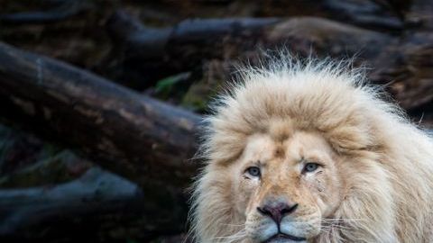 Solo quedan 300 leones de este tipo en todo el mundo.