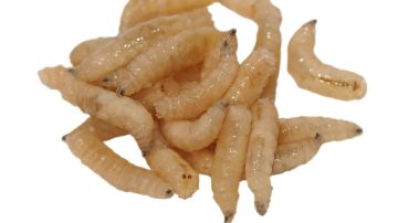larvas mosca