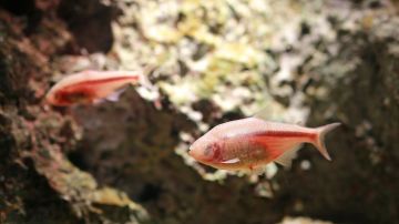 Tres áreas del genoma de estos peces les permiten auto curarse.