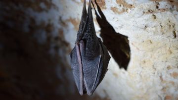 En NYC viven varias especies de murciélagos.
