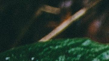 Los insectos de jardín pueden estar contaminados con parásitos.