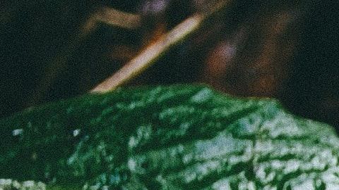 Los insectos de jardín pueden estar contaminados con parásitos.