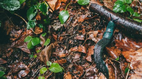 Los insectos de jardín pueden estar contaminados con parásitos.